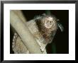 Black Tufted-Eared Marmoset, Barra Mansa, Brazil by Mark Jones Limited Edition Print