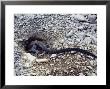 Marine Iguana, Females Digging Nest Burrows, Espanola Island, Galapagos by Mark Jones Limited Edition Print