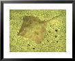 Common Skate, North West England by Paul Kay Limited Edition Print