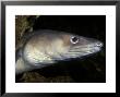 Conger Eel, Close Up Of Head, County Kerry, Ireland by Paul Kay Limited Edition Print