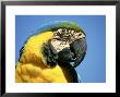 Blue And Gold Macaw, South America by Brian Kenney Limited Edition Pricing Art Print