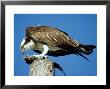 Osprey, Female Eating Fish, Florida by Brian Kenney Limited Edition Print