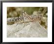 Desert Locust, Female by London Scientific Films Limited Edition Print