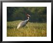 Sarus Crane, Standing, Bharatpur, India by Elliott Neep Limited Edition Print