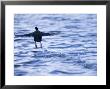 Common Coot, Running Away On Water, St. Albans, Uk by Elliott Neep Limited Edition Print