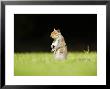 Grey Squirrel, Standing Up On Hind Legs In Short Grass, London, Uk by Elliott Neep Limited Edition Print