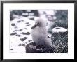 Grey Headed Albatross, Chick In Snow, South Georgia by Ben Osborne Limited Edition Print