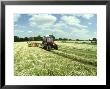 Chamomile, Being Harvested For Oil (Via Distillation) Hants, Uk by Oxford Scientific Limited Edition Print