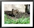Thrush, Bashing Snails, Uk by Oxford Scientific Limited Edition Print