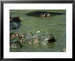 Hippopotamus, With Wagtail, Kenya by Stan Osolinski Limited Edition Print