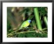Blue-Masked Leafbird, Zoo Animal by Stan Osolinski Limited Edition Pricing Art Print