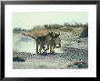 African Lion, Running, Namibia by Richard Packwood Limited Edition Print