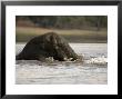 African Elephant, Male Swimming, Botswana by Mike Powles Limited Edition Pricing Art Print