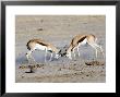 Springbok, Males Fighting In Dust, Botswana by Mike Powles Limited Edition Print