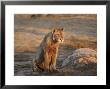 African Lion, Young Bloodied Male, Botswana by Mike Powles Limited Edition Print