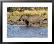 Hippopotamus, Adult Entering Water, Botswana by Mike Powles Limited Edition Print