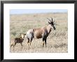 Topi, Female With Youngster, Kenya by Mike Powles Limited Edition Print