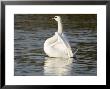 Mute Swan, Stretching During Bathing, Uk by Mike Powles Limited Edition Print