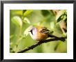 Bearded Tit, Adult Perched On Alder Branch, Uk by Mike Powles Limited Edition Pricing Art Print
