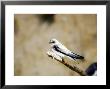 Sand Martin, Fledged Juvenile, Uk by Mike Powles Limited Edition Pricing Art Print