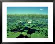 Blue Lily, Okavango Delta, Botswana by Partirdge Films Ltd. Limited Edition Print