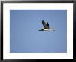 Red Throated Diver, Flying, Scotland by Keith Ringland Limited Edition Print