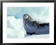 Crabeater Seal, Antarctic Peninsula by Rick Price Limited Edition Print