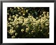 Bog Cotton, Backlit by Iain Sarjeant Limited Edition Pricing Art Print