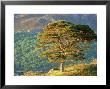 Scots Pine Tree, Ross-Shire, Scotland by Iain Sarjeant Limited Edition Print