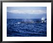 Sei Whale, Two Swimming, Azores, Portugal by Gerard Soury Limited Edition Pricing Art Print