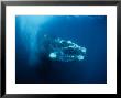 Southern Right Whale, Juvenile by Gerard Soury Limited Edition Print