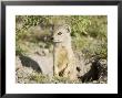 Yellow Mongoose, Male Emerging From Burrow, Botswana by Mike Powles Limited Edition Print