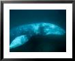 Grey Whale, Adult Swimming, Magdalena Bay by Gerard Soury Limited Edition Print