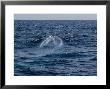 Blue Whale, Surfacing, Azores, Port by Gerard Soury Limited Edition Print