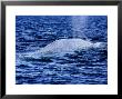 Blue Whale, Hunchback, Baja California by Gerard Soury Limited Edition Print