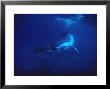 Humpback Whale, Swimming Over Reef, Polynesia by Gerard Soury Limited Edition Print