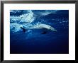 Atlantic Spotted Dolphin, Swimming, Bahamas by Gerard Soury Limited Edition Print