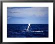 Rissos Dolphin Breaching The Surface, Azores, Portugal by Gerard Soury Limited Edition Print