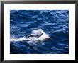Long-Snouted Spinner Dolphin, Jumping, Sea Of Cortez by Gerard Soury Limited Edition Print