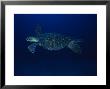 Black Turtle, Male, Equator, Pacific by Gerard Soury Limited Edition Print