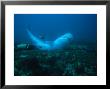 Tiger Shark, Eating, South Africa by Gerard Soury Limited Edition Print