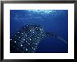 Whale Shark, Underwater, Caribbean, Atlantic Ocean by Gerard Soury Limited Edition Pricing Art Print