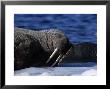 Walrus, Sleeping, Canada by Gerard Soury Limited Edition Print