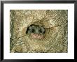 Fat Dormouse, England, Uk by Les Stocker Limited Edition Print