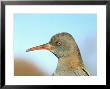 Water Rail, England, Uk by Les Stocker Limited Edition Print