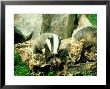 Badger, Young, Uk by Les Stocker Limited Edition Pricing Art Print