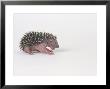 Hedgehog Young 3-4 Days Old, Erinaceus Europaeus by Les Stocker Limited Edition Print