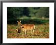 Red Deer, Hind With Fawn, Uk by David Tipling Limited Edition Print