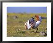 Great Bustard, Young Male, Extremadura, Spain by David Tipling Limited Edition Print
