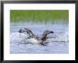 Red-Throated Diver, Adult Returning With Fish, Finland by David Tipling Limited Edition Print